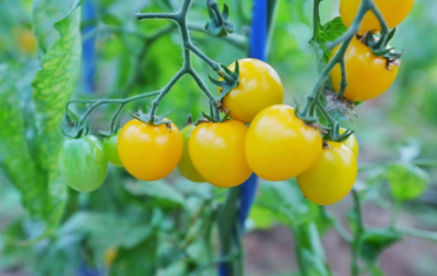 相约安徽·向春而行 | 安徽省乡村旅游“后备箱工程基地” 阳家墩 农副土特产品